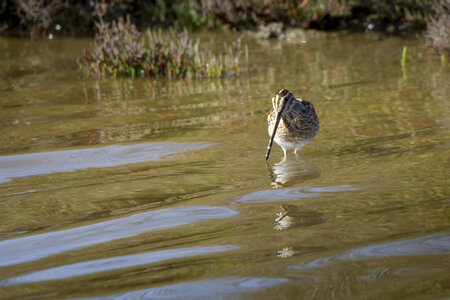 03-Camargue , becassine_MG_8722