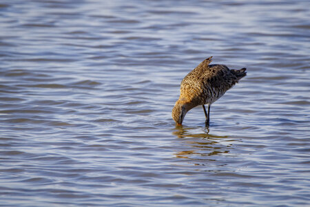 03-Camargue , becassine_MG_9212