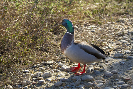 03-Camargue , canard_MG_8428