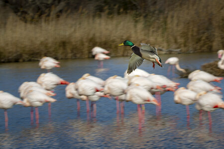 03-Camargue , canard_MG_8822