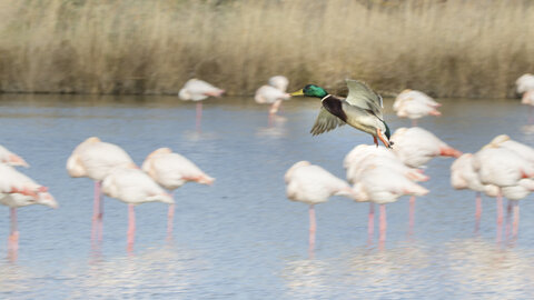 03-Camargue , canard_MG_8823