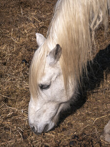 03-Camargue , cheval_1094808