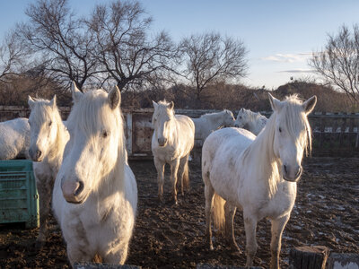 03-Camargue , chevaux_1094698