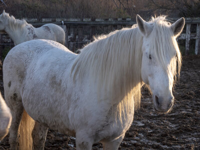 03-Camargue , chevaux_1094699