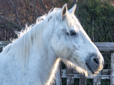 03-Camargue , chevaux_1094700