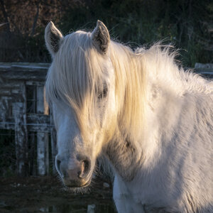 03-Camargue , chevaux_1094701-Modifier