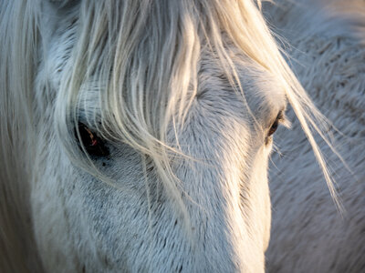 03-Camargue , chevaux_1094702