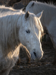 03-Camargue , chevaux_1094703