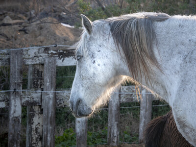 03-Camargue , chevaux_1094704