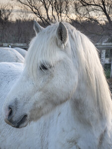 03-Camargue , chevaux_1094707