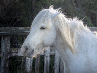 03-Camargue , chevaux_1094709