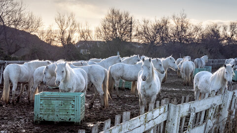 03-Camargue , chevaux_1094710