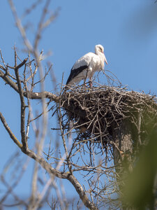 03-Camargue , cigogne_1094776