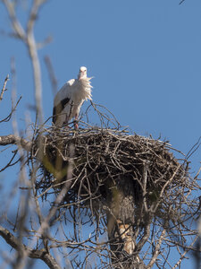 03-Camargue , cigogne_1094777