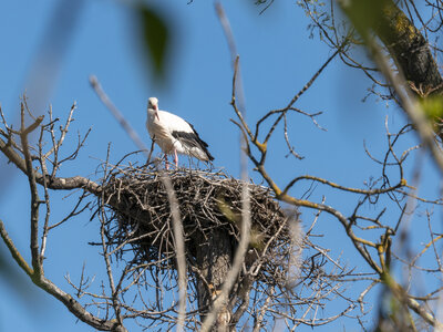 03-Camargue , cigogne_1094778