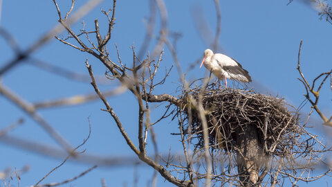 03-Camargue , cigogne_1094779