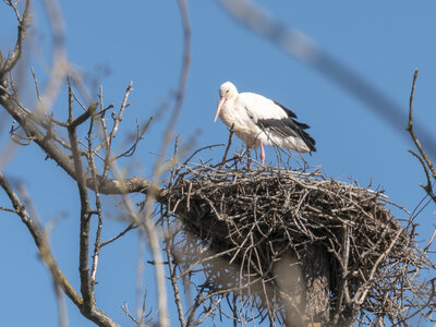 03-Camargue , cigogne_1094780