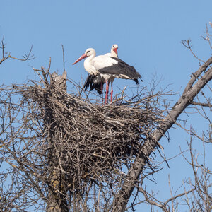 03-Camargue , cigogne_1094785