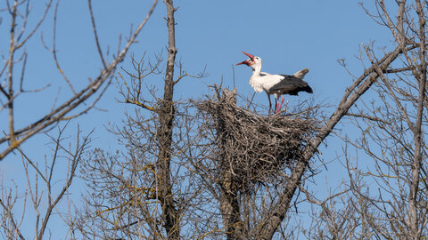 03-Camargue , cigogne_1094786