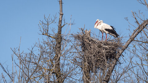 03-Camargue , cigogne_1094787