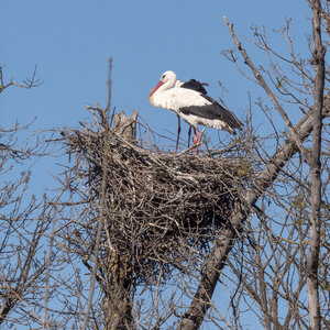 03-Camargue , cigogne_1094789