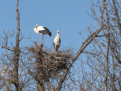 03-Camargue , cigogne_1094793