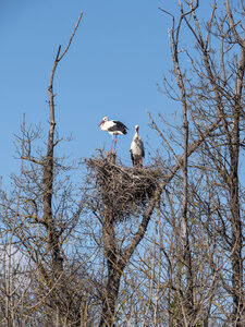 03-Camargue , cigogne_1094794