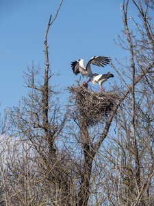 03-Camargue , cigogne_1094795