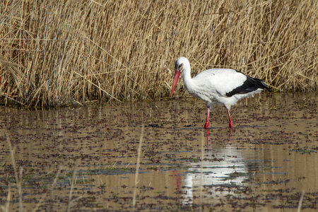 03-Camargue , cigogne_MG_7749