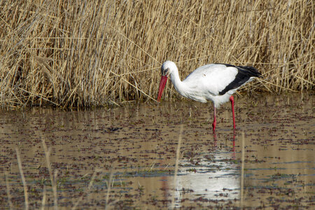 03-Camargue , cigogne_MG_7750