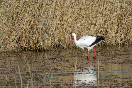 03-Camargue , cigogne_MG_7751