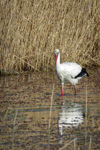 03-Camargue , cigogne_MG_7752