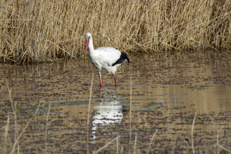 03-Camargue , cigogne_MG_7753