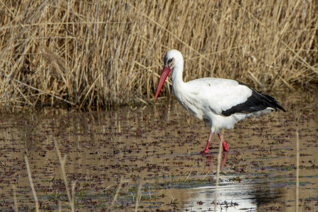 03-Camargue , cigogne_MG_7754