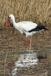 03-Camargue , cigogne_MG_7755