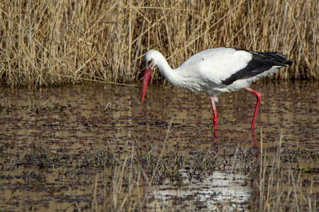 03-Camargue , cigogne_MG_7758