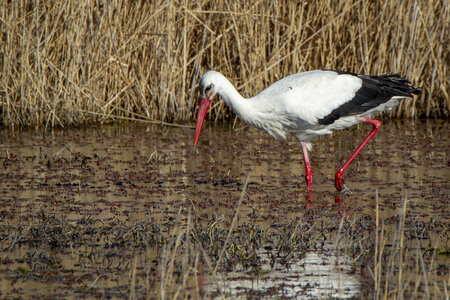 03-Camargue , cigogne_MG_7759