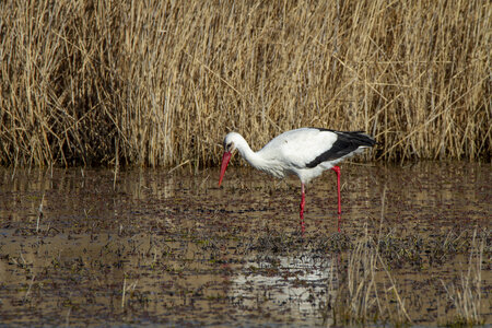 03-Camargue , cigogne_MG_7760