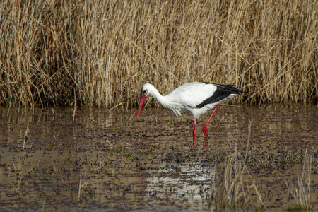 03-Camargue , cigogne_MG_7761