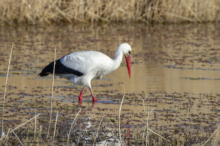 03-Camargue , cigogne_MG_7768