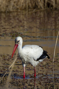 03-Camargue , cigogne_MG_7770