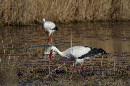 03-Camargue , cigogne_MG_7771