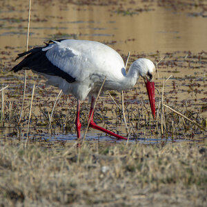 03-Camargue , cigogne_MG_7773