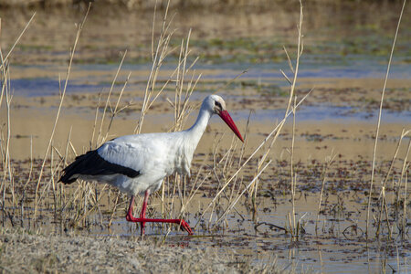 03-Camargue , cigogne_MG_7774