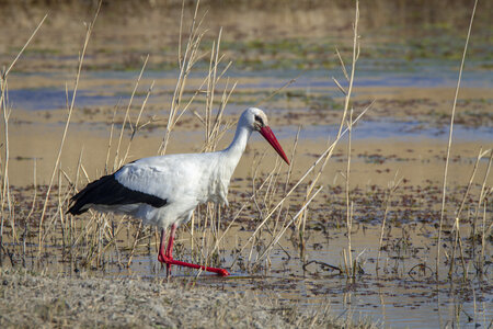 03-Camargue , cigogne_MG_7775