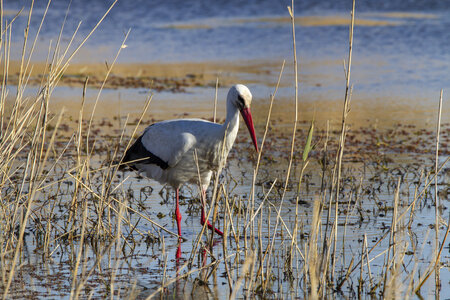 03-Camargue , cigogne_MG_7781