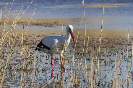 03-Camargue , cigogne_MG_7782