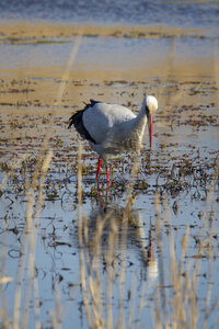 03-Camargue , cigogne_MG_7790