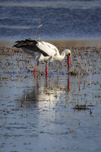 03-Camargue , cigogne_MG_7791