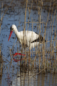 03-Camargue , cigogne_MG_7795